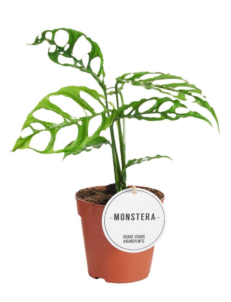 Monstera obliqua 'Peru'