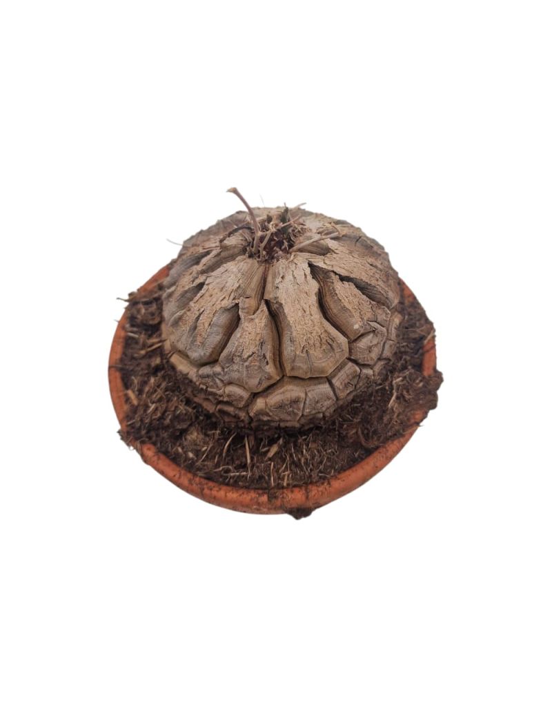 Dioscorea elephantipes – Pé de Elefante Africano | FauniFlora.pt