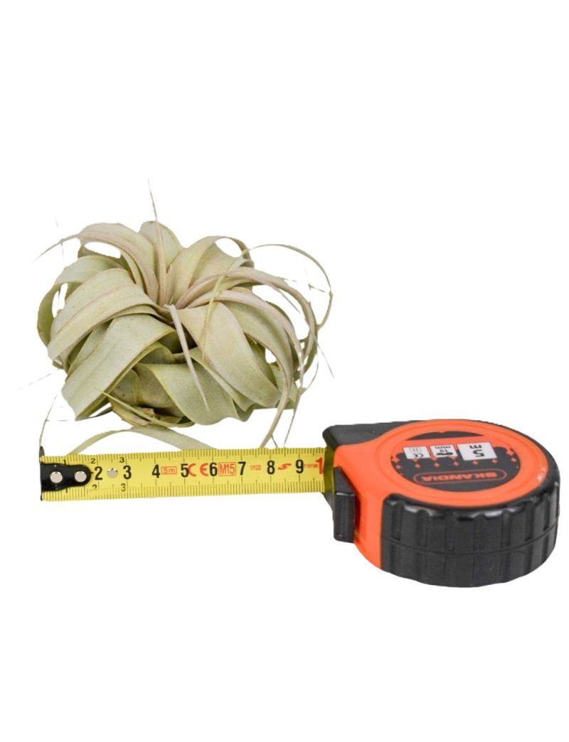 Tillandsia xerographica