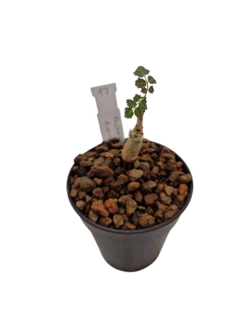 Boswellia dioscoridis