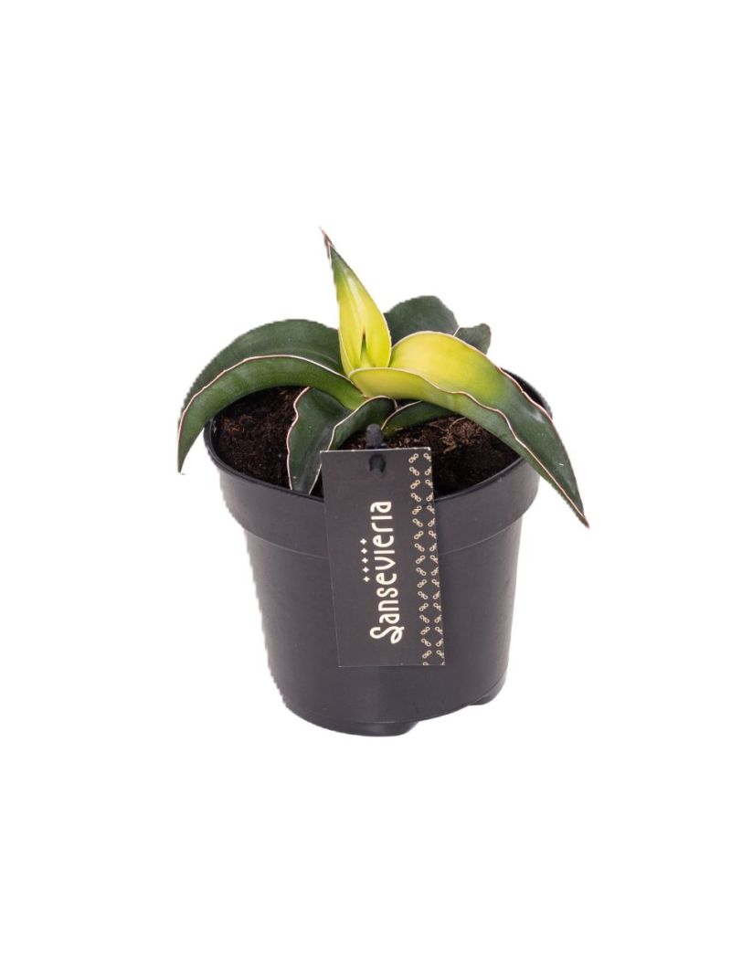 Sansevieria Star Canary