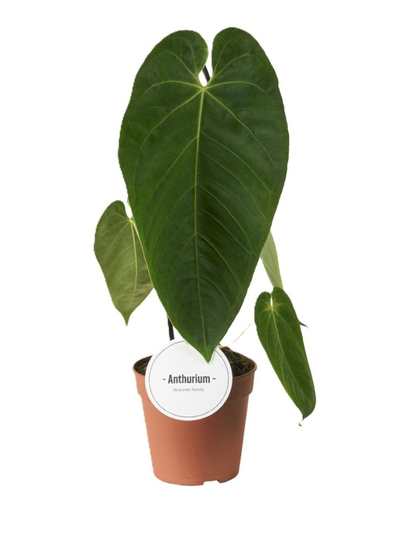 Anthurium queremalense