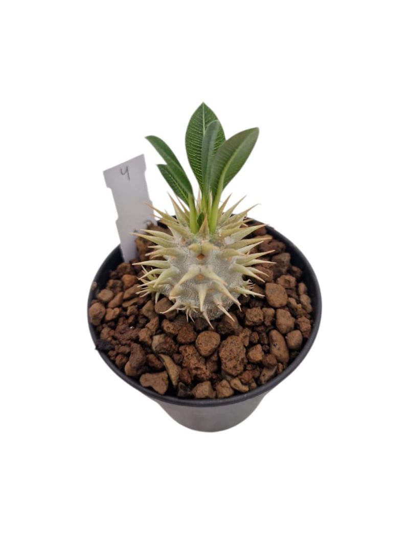 Pachypodium eburneum