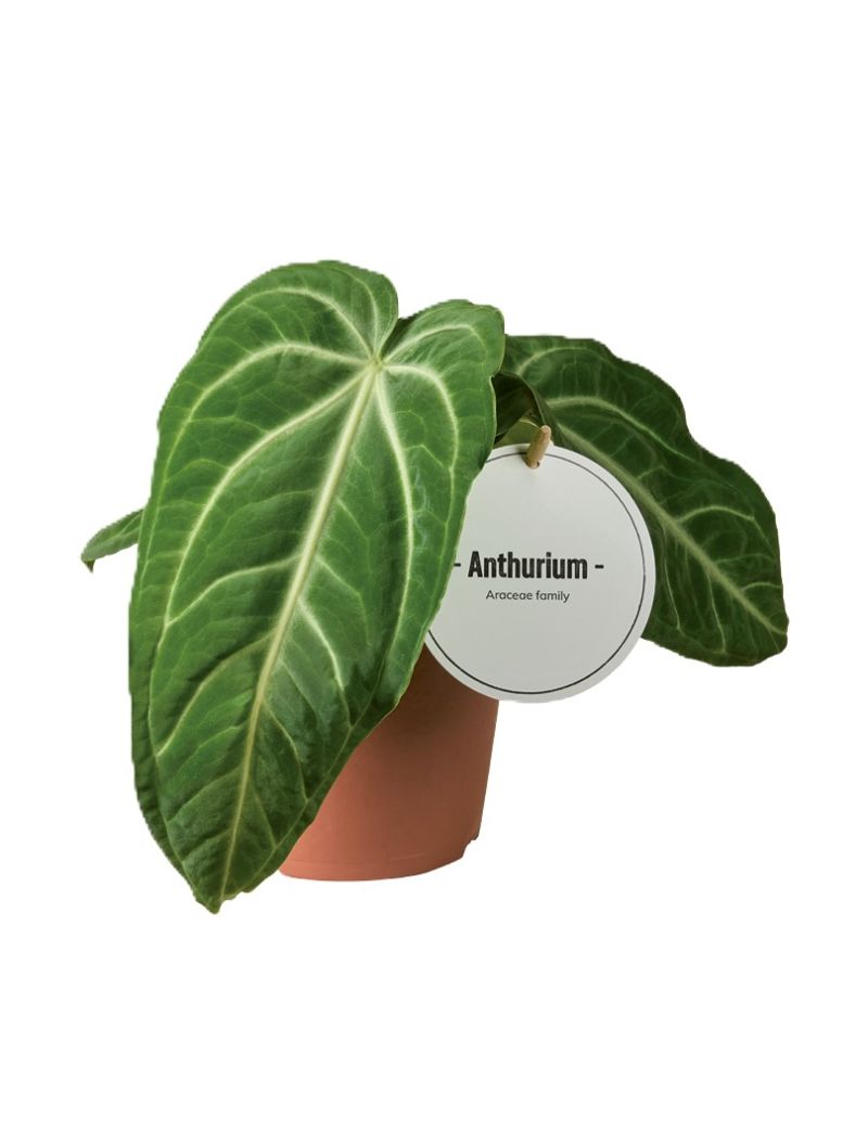 Anthurium villenaorum