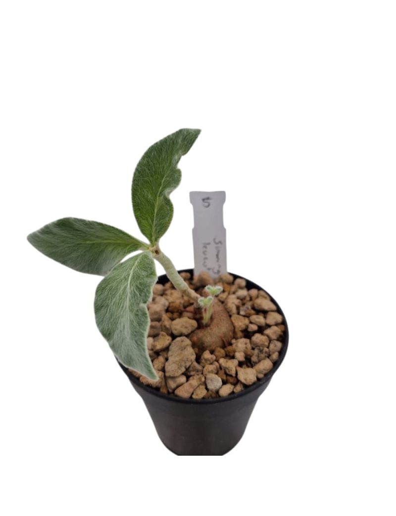 Sinningia leucotricha