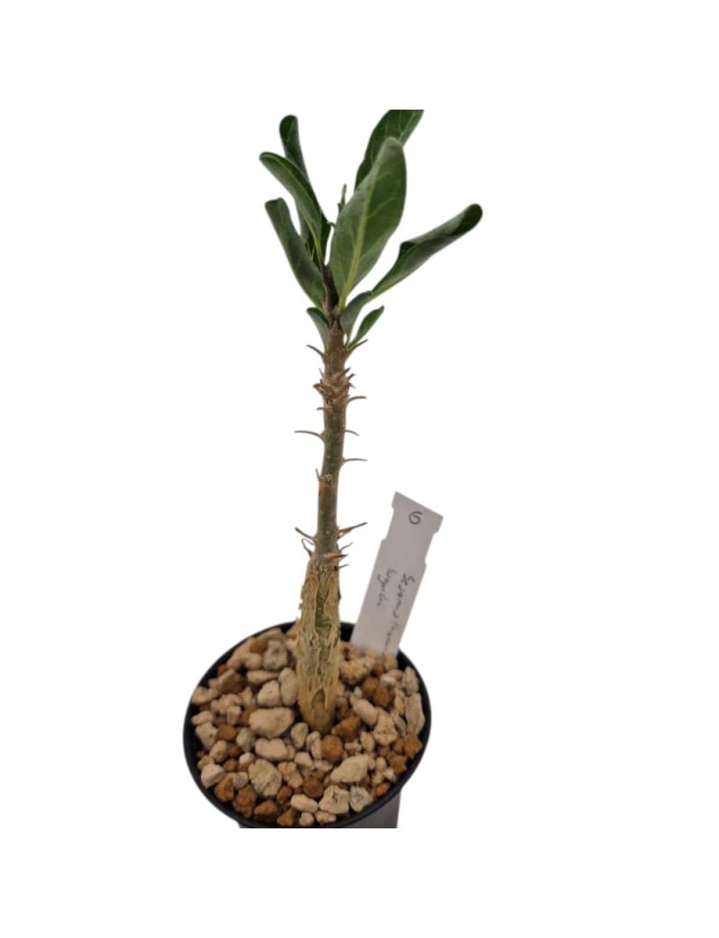 Sesamothamnus lugardii