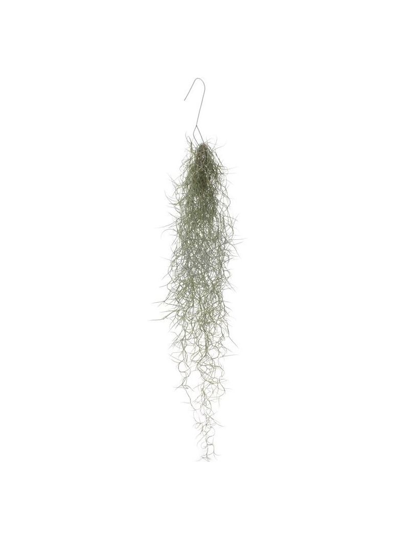 Tillandsia usneoides