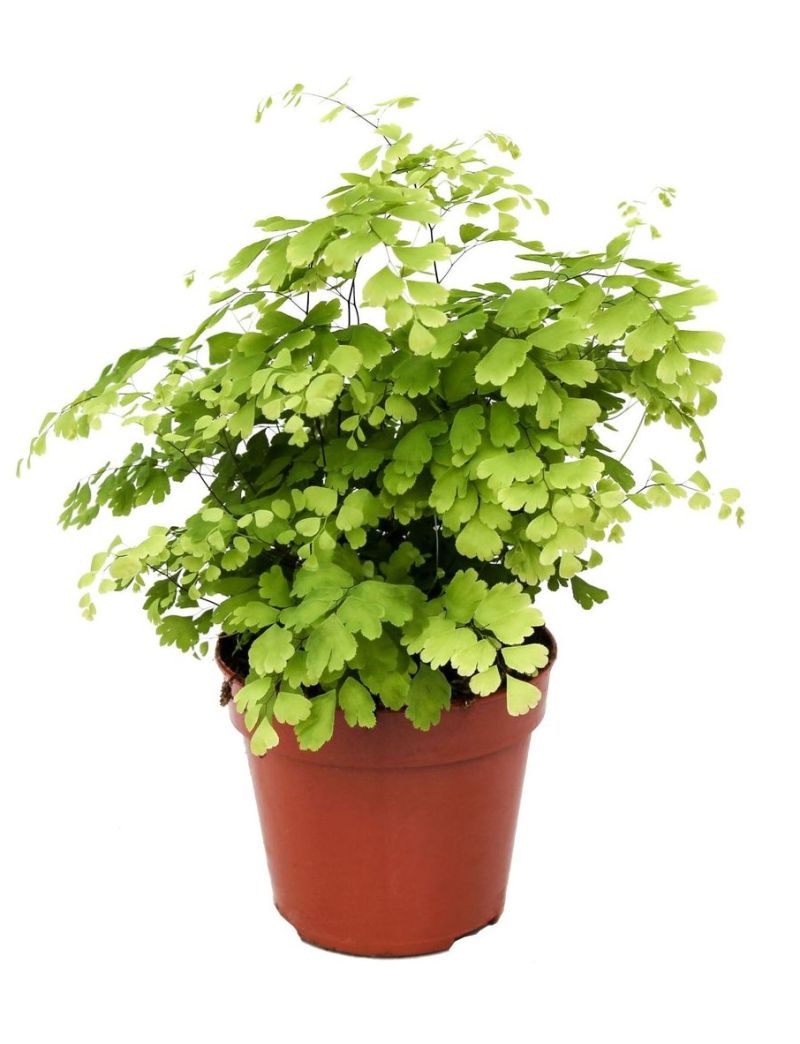 Adiantum raddianum 'Fragrans'