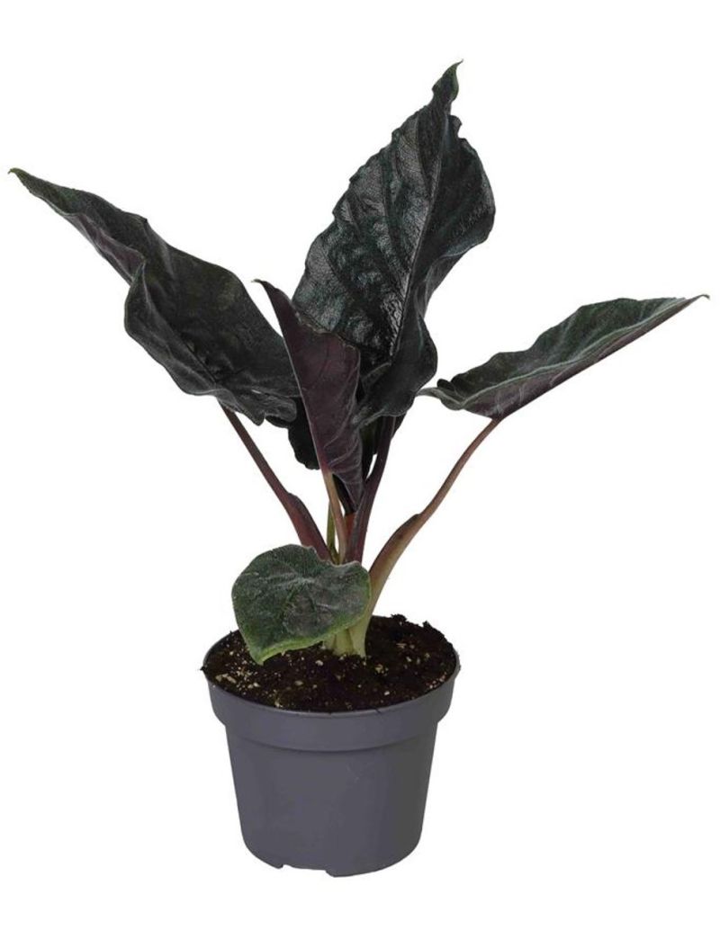 Alocasia 'Antoro Velvet'
