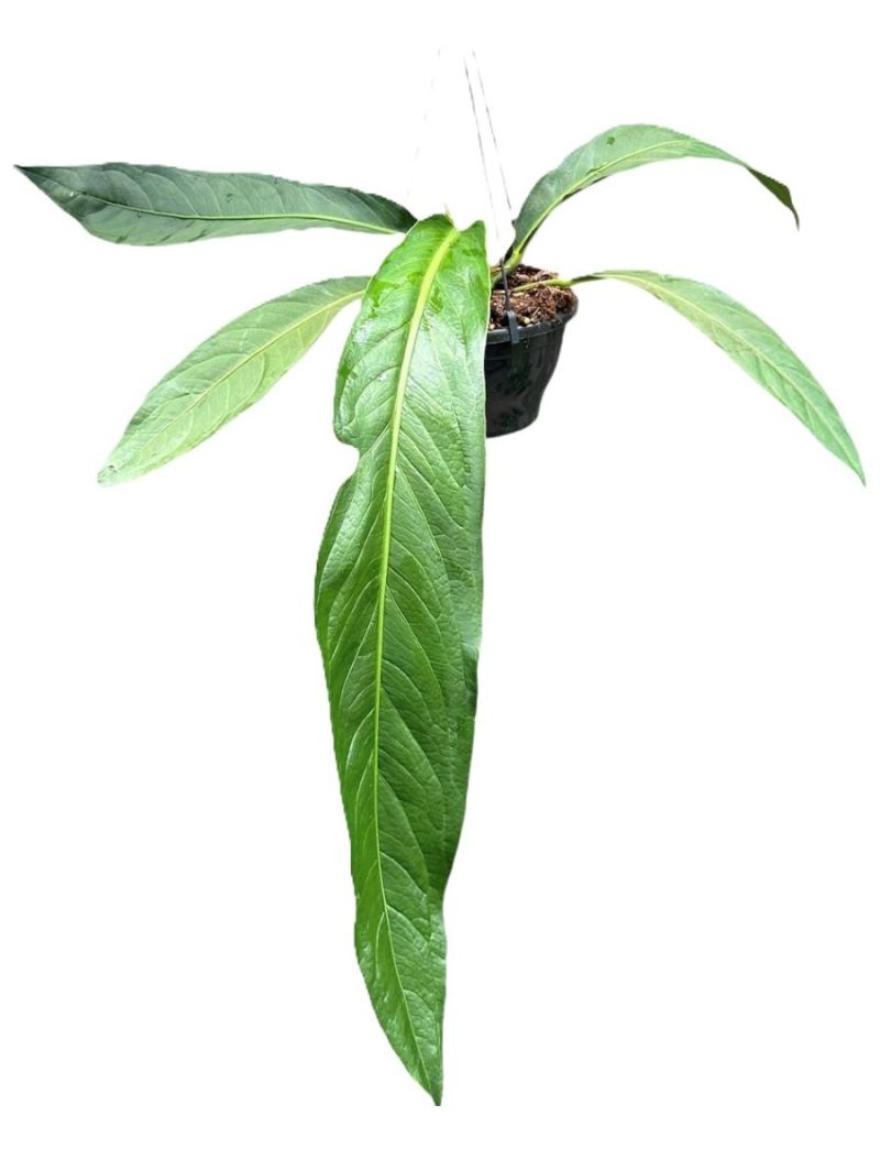 Anthurium Big Bill