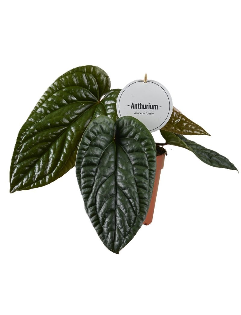 Anthurium Luxurians x Radicans