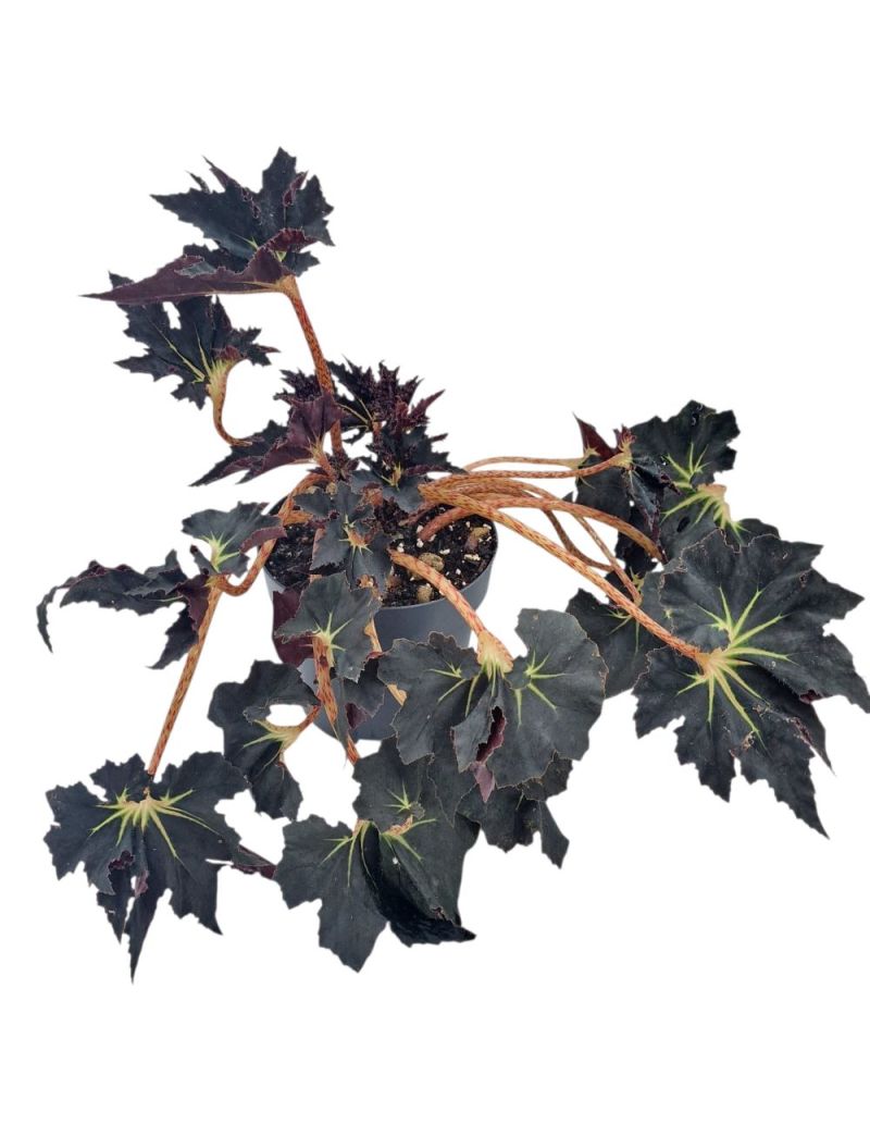 Begonia 'Black Fang'
