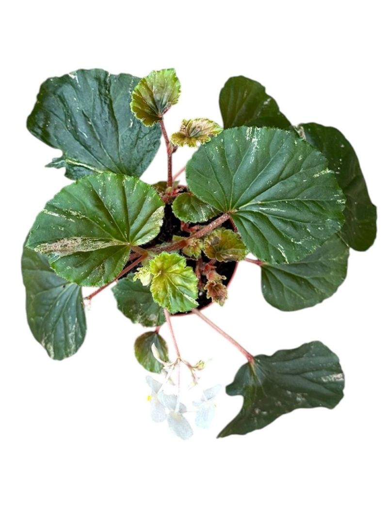 Begonia cucullata