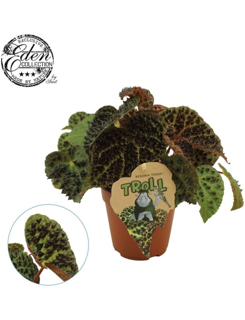 Begonia ferox