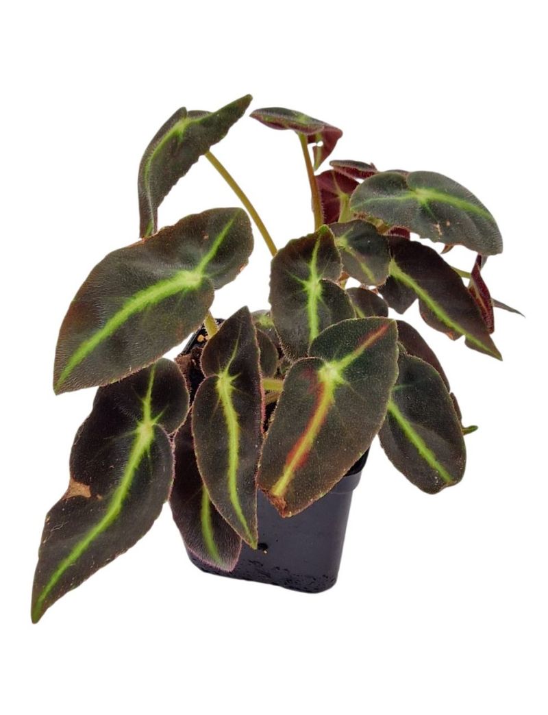 Begonia listada