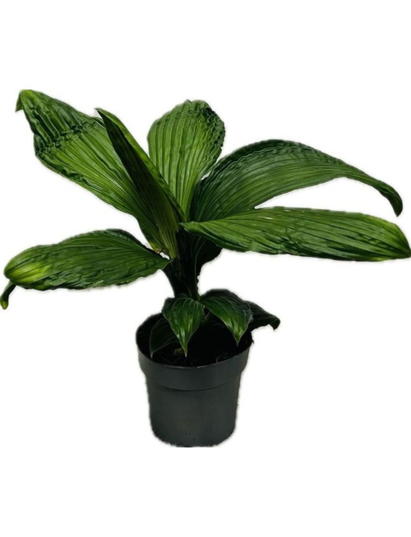 Carludovica &lsquo;Jungle Drum&rsquo; com folhagem verde intensa e nervura central marcada, planta tropical rara para interior.