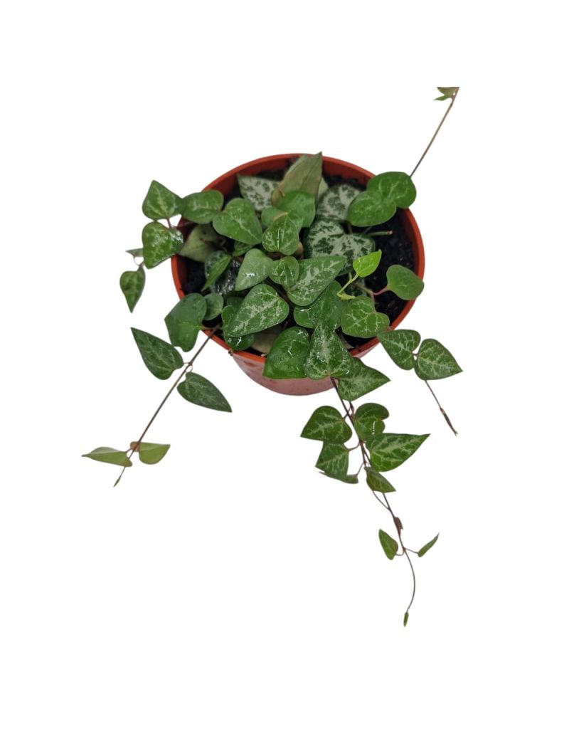 Ceropegia ‘String of Spades’