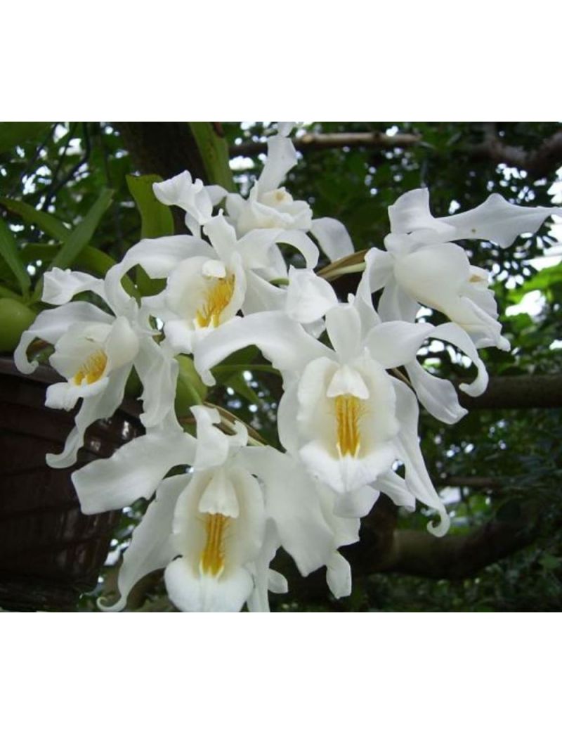 Coelogyne cristata flor branca orquidea bot&acirc;nica FauniFlora