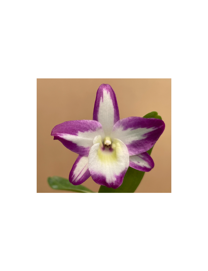 Dendrobium Hamana Lake Prism orquidea h&iacute;brida flor roxa FauniFlora