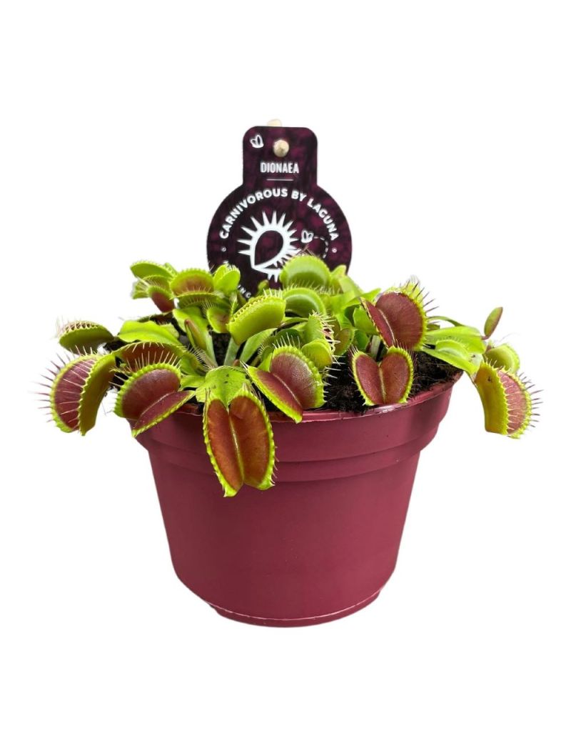 Dionaea muscipula