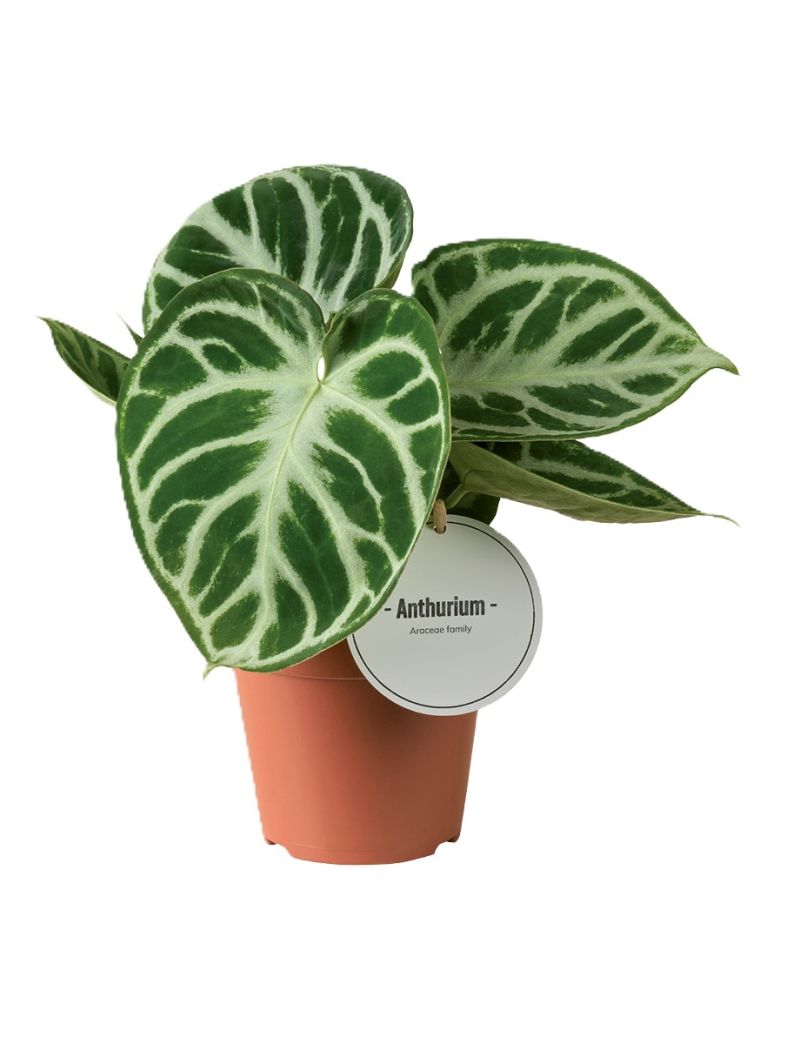 Anthurium Silver Blush