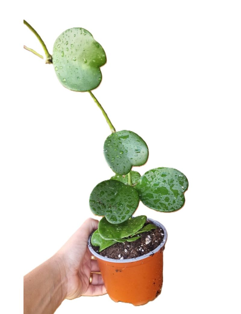 Hoya kerrii com folhas verdes em forma de cora&ccedil;&atilde;o, planta ep&iacute;fita de cole&ccedil;&atilde;o