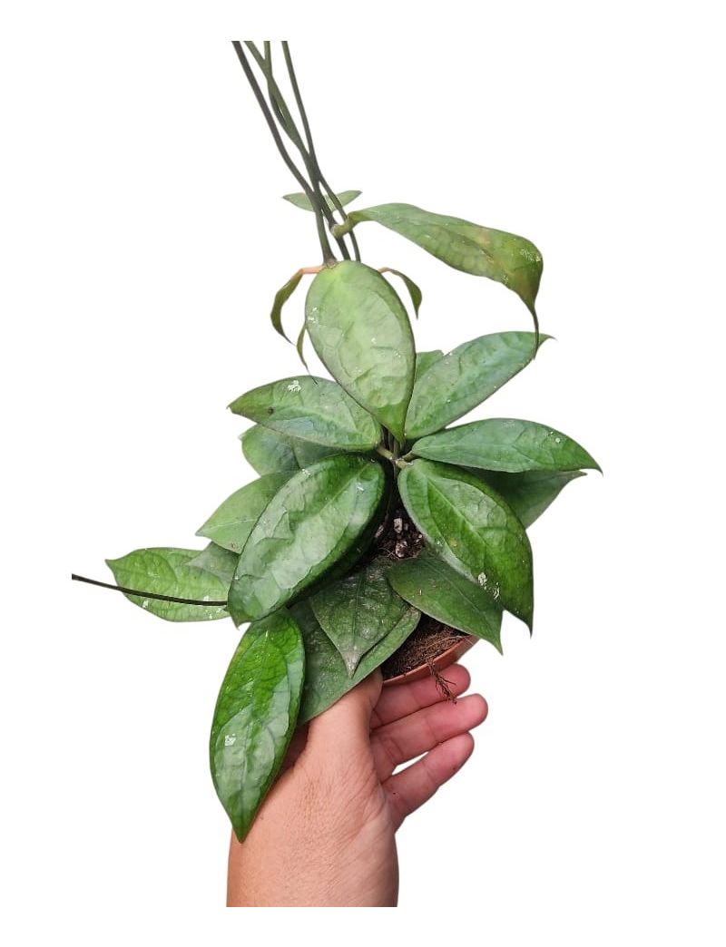 Hoya ‘Tequila Sunrise’