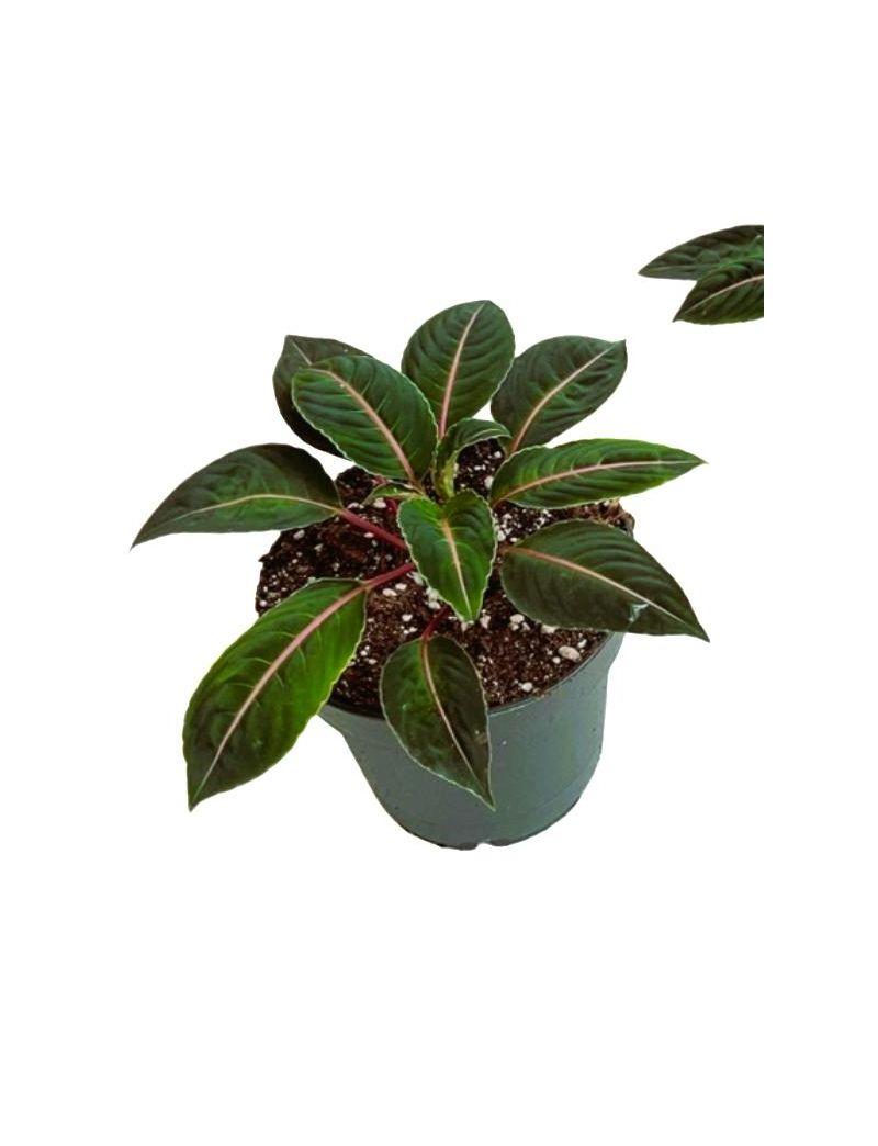 Impatiens morsei ‘Velvetea’