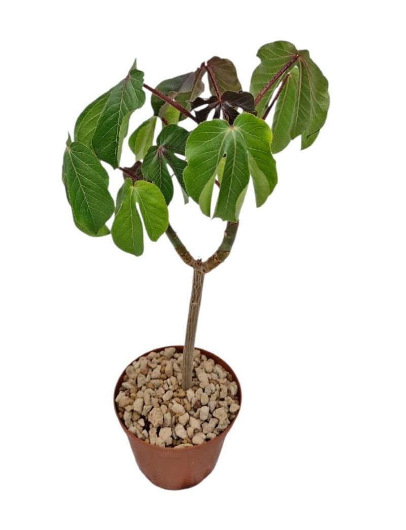 Jatropha gossypiifolia