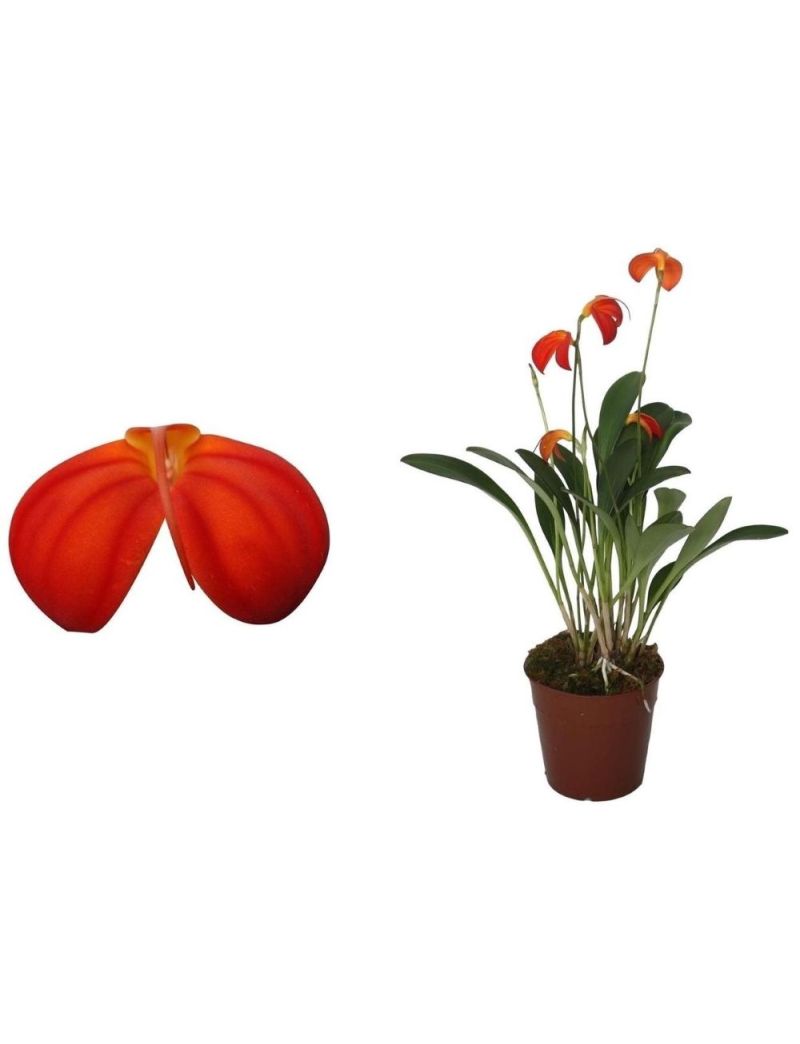 Masdevallia ignea orquídea botânica miniatura com flor laranja intensa de clima fresco