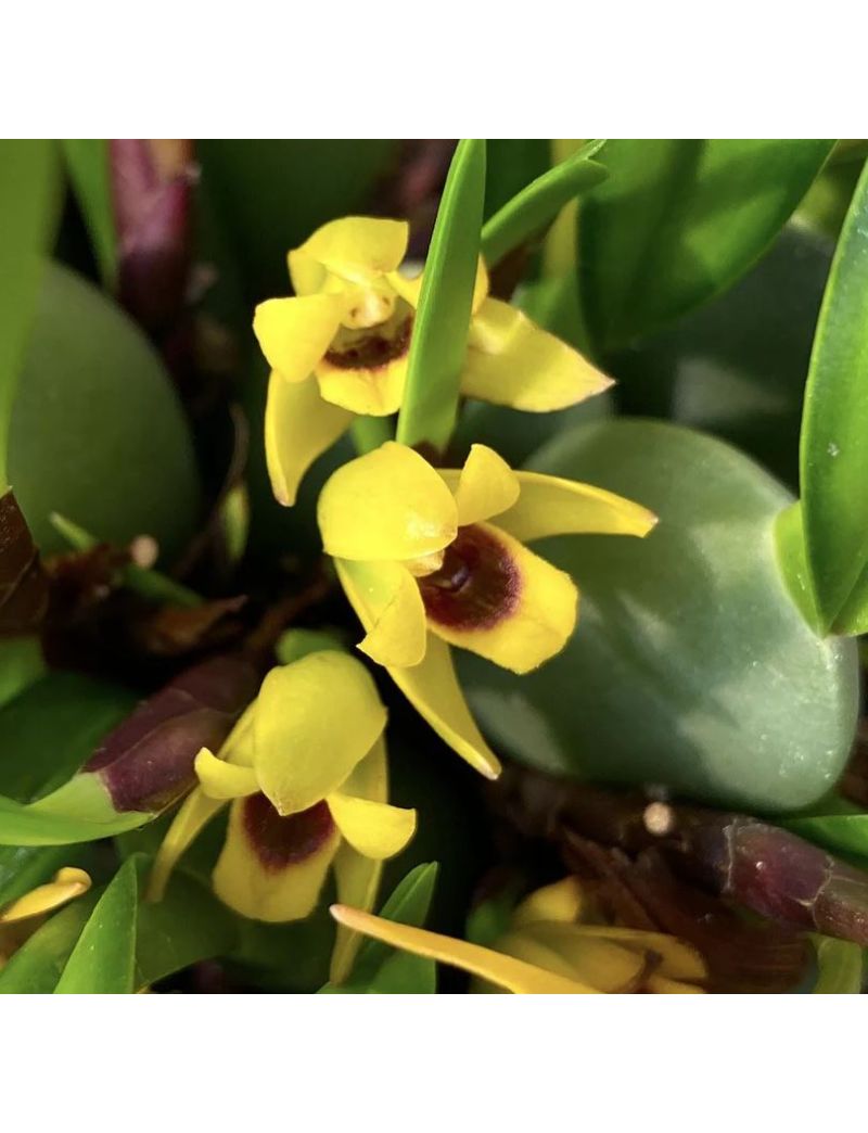 Maxillaria variabilis flor amarela orqu&iacute;dea bot&acirc;nica ep&iacute;fita