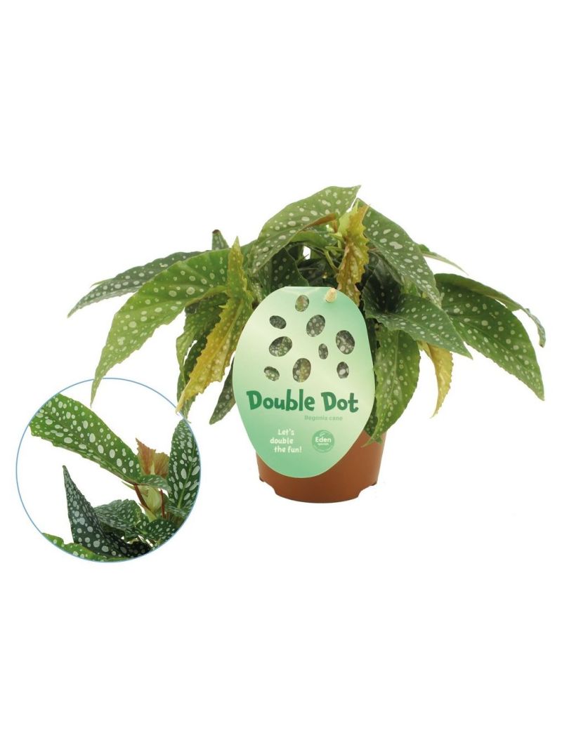Begonia maculata 'Double Dot'