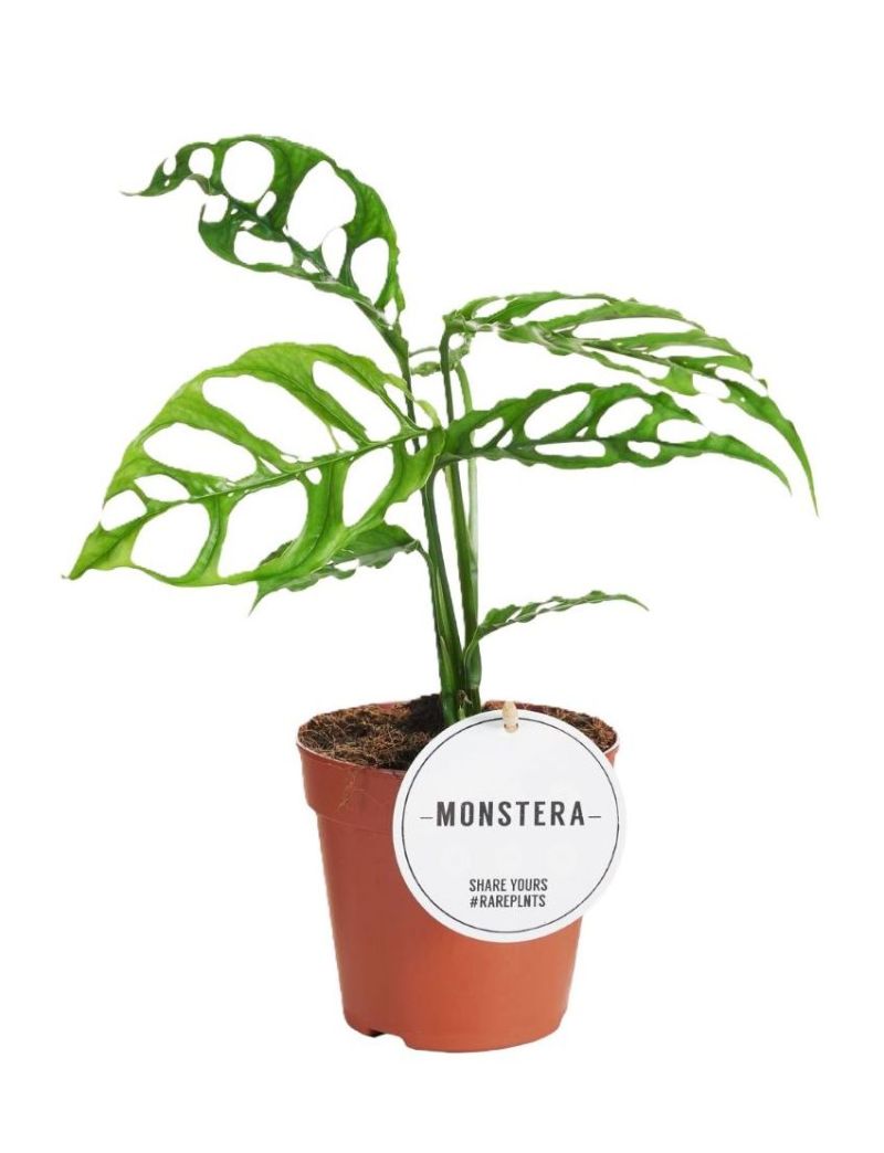 Monstera obliqua Peru com folhas extremamente fenestradas e folhagem rara de coleção