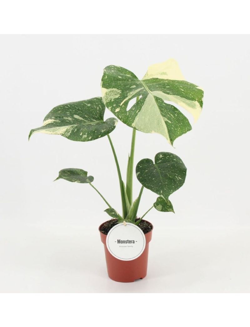 Monstera 'Thai Constellation'