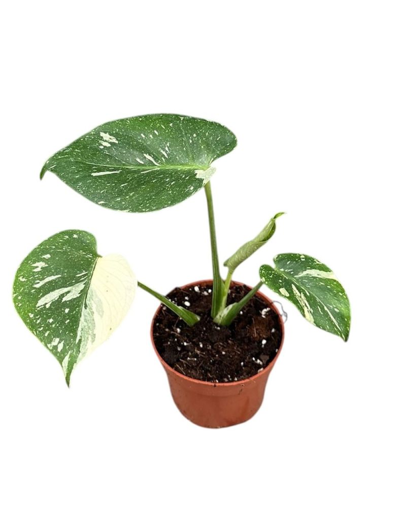 Monstera 'Thai Constellation'