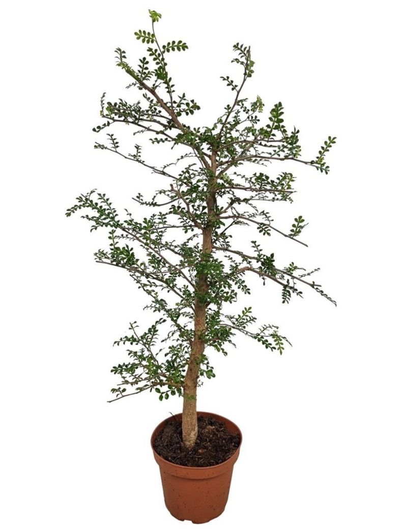 Operculicarya decaryi