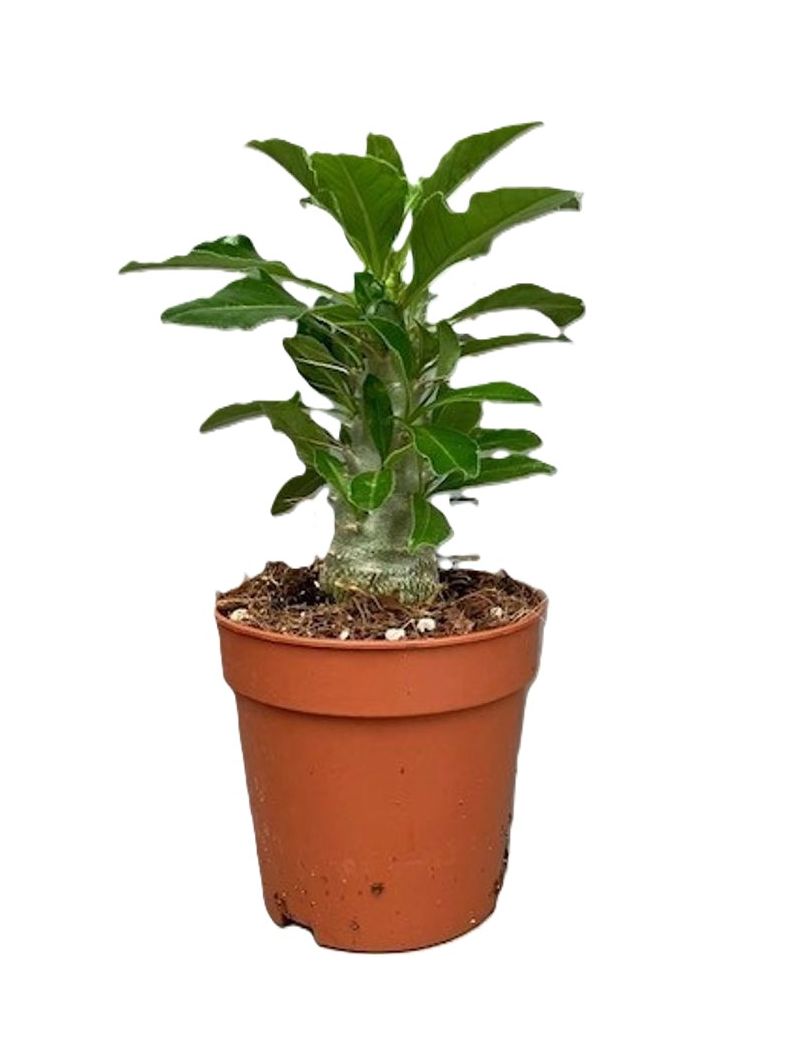 Pachypodium saundersii com caudex espinhoso e flores brancas em planta rara de coleção