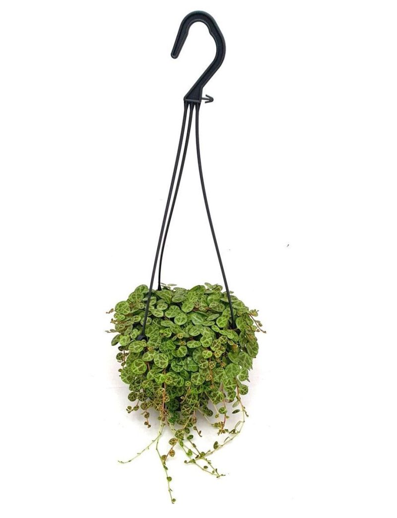 Peperomia prostrata detalhe da folhagem colar de tartaruga