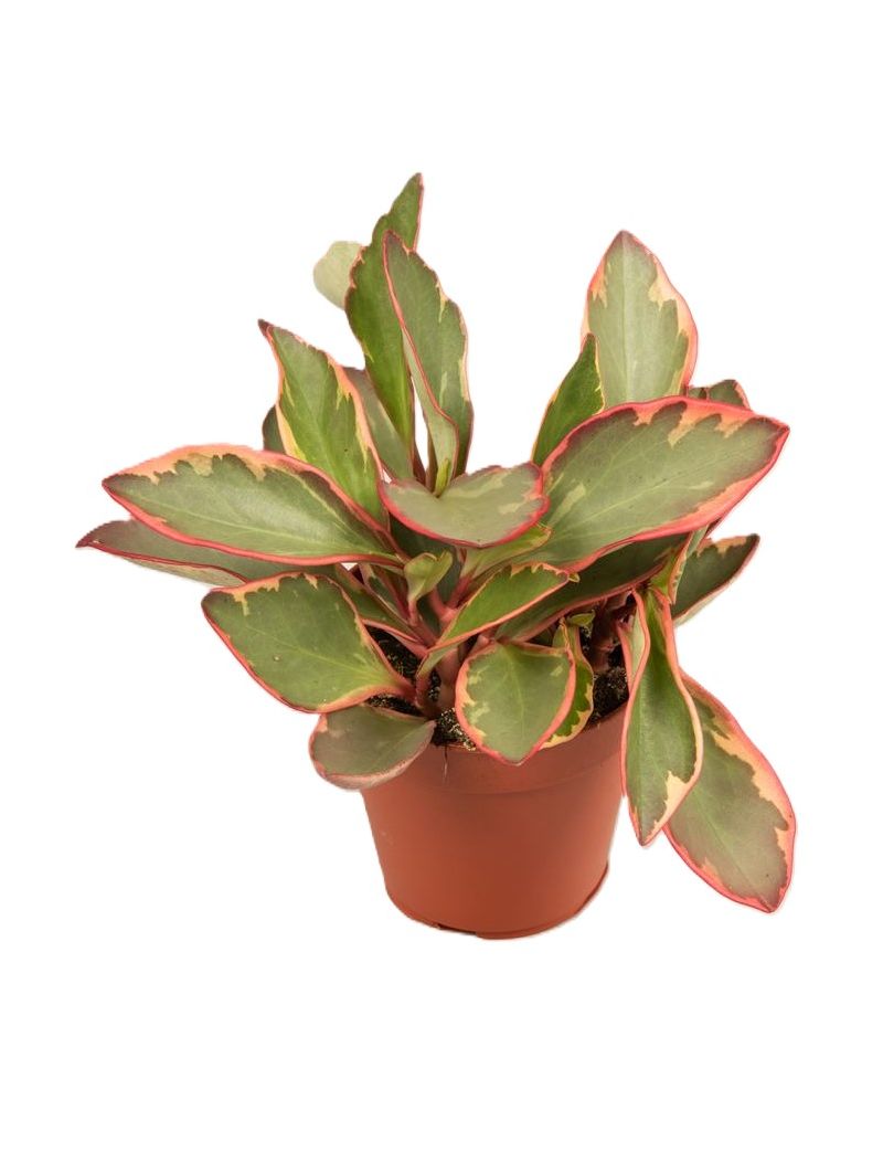 Peperomia clusiifolia 'Jellie'