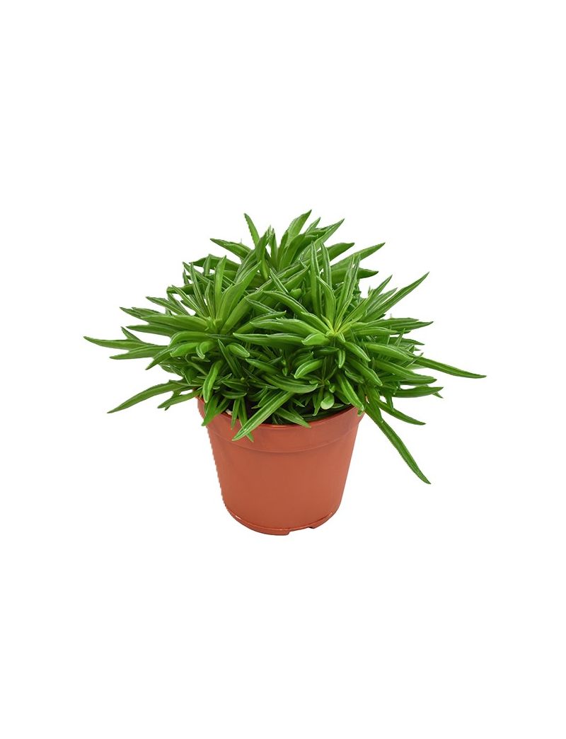 Peperomia Happy-Bean