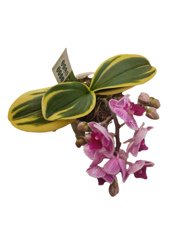 Phalaenopsis variegata