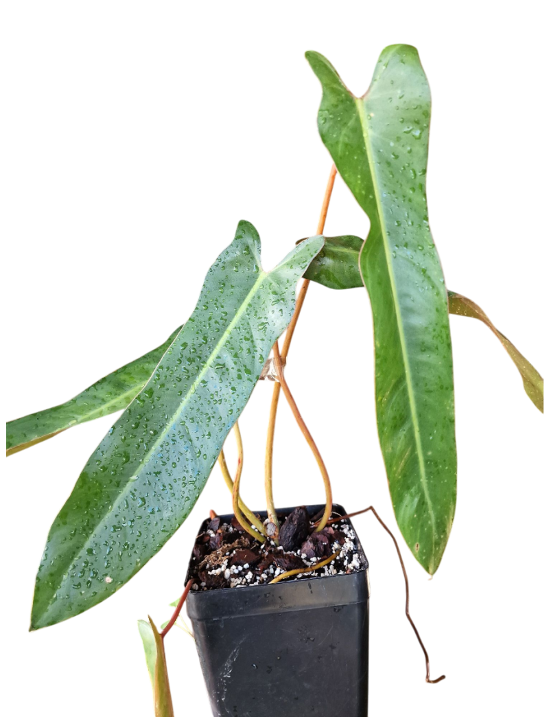 Philodendron spiritus-sancti