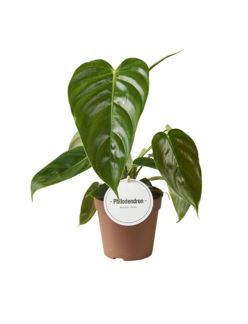 Philodendron esmeraldense