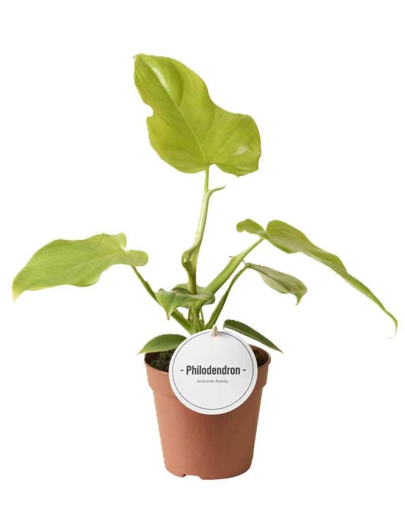 Philodendron Golden Violin planta rara com folhas recortadas em forma de violino