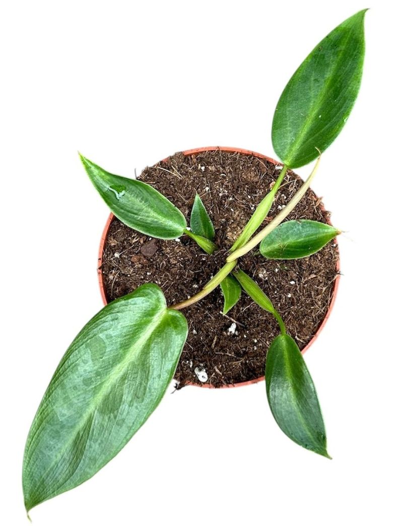 Philodendron spiritus-sancti com folhas longas e estreitas em raro aroide tropical de coleção