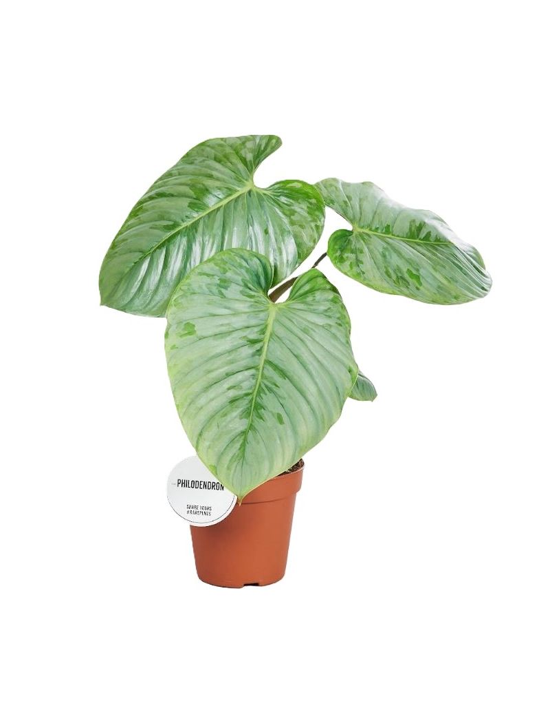 Philodendron sodiroi