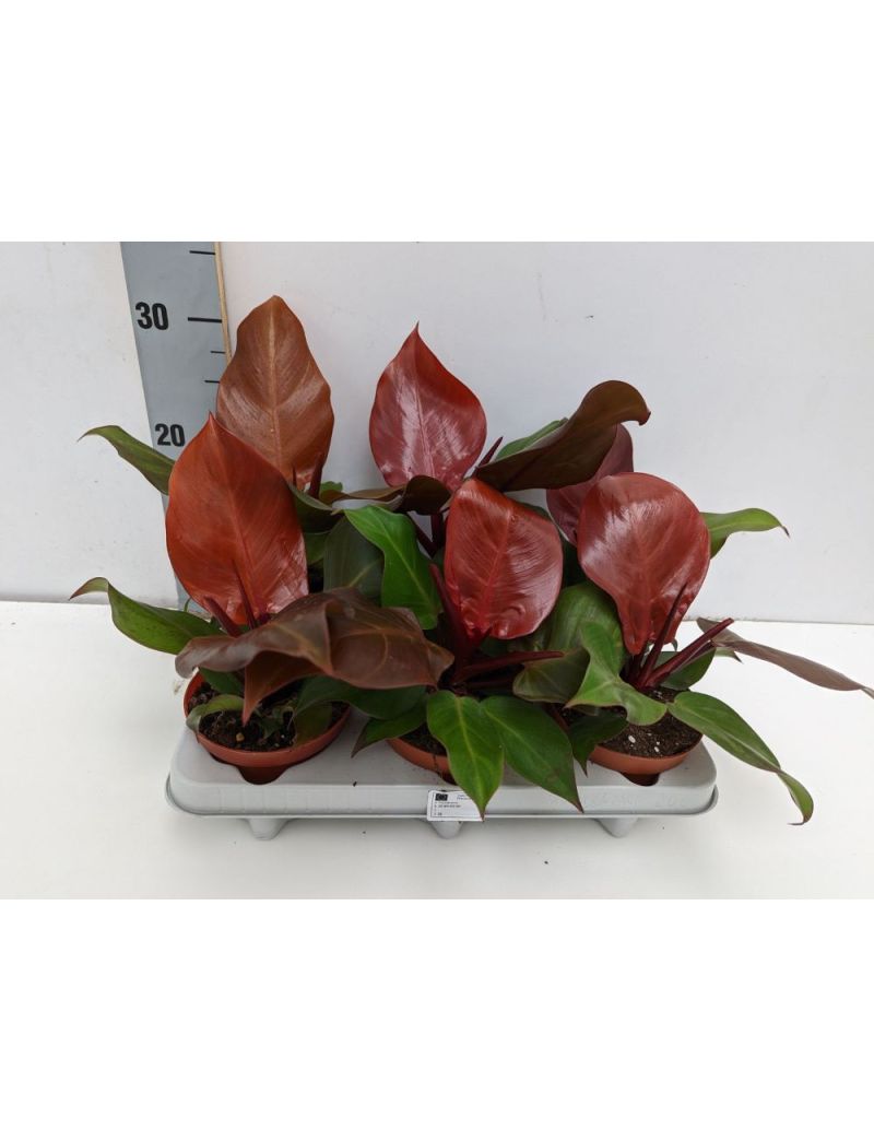 Philodendron 'Sunlight'