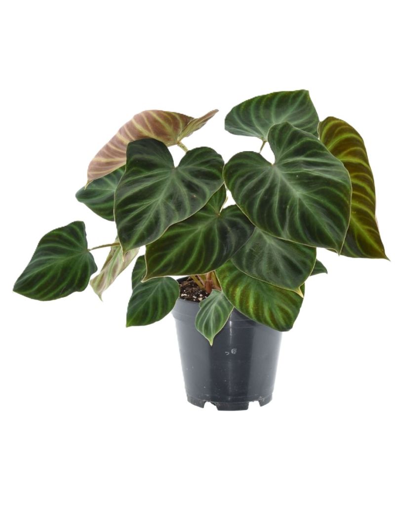 Philodendron verrucosum Incensi
