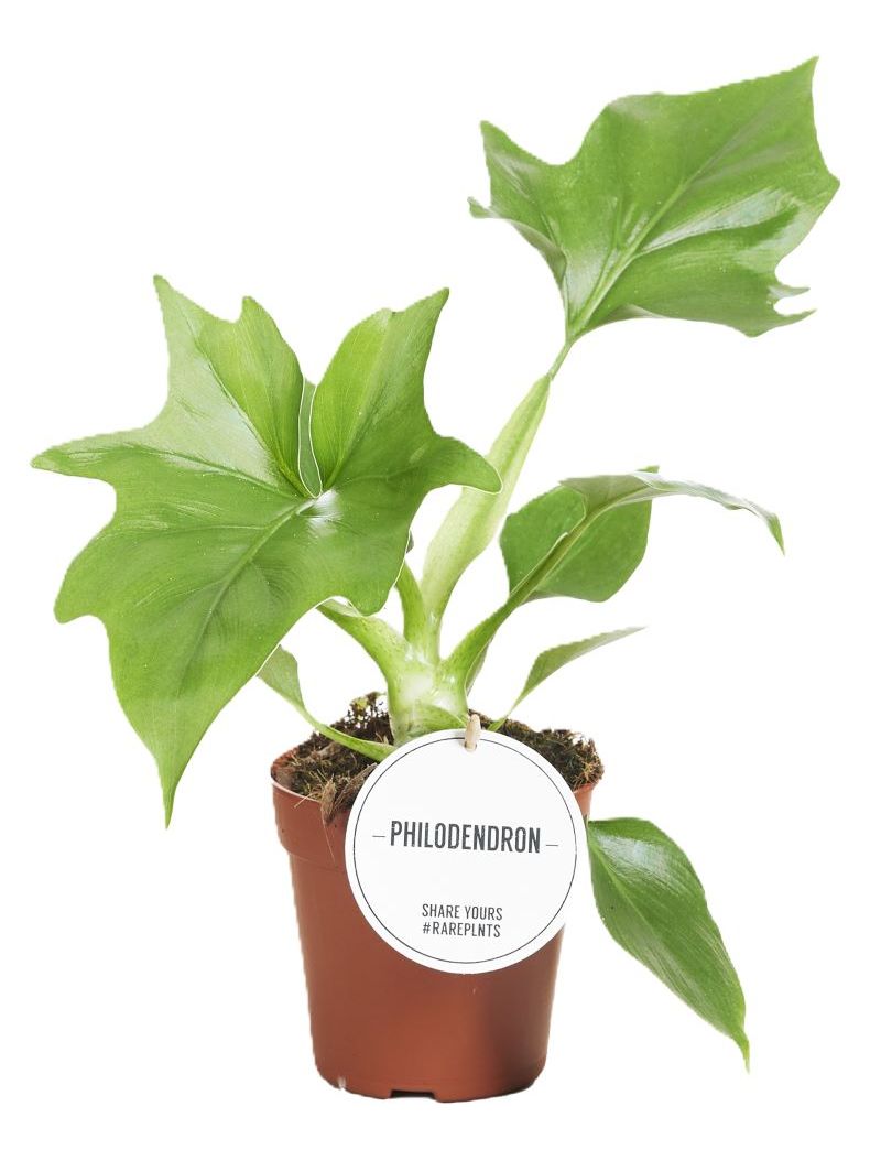 Philodendron warszewiczii