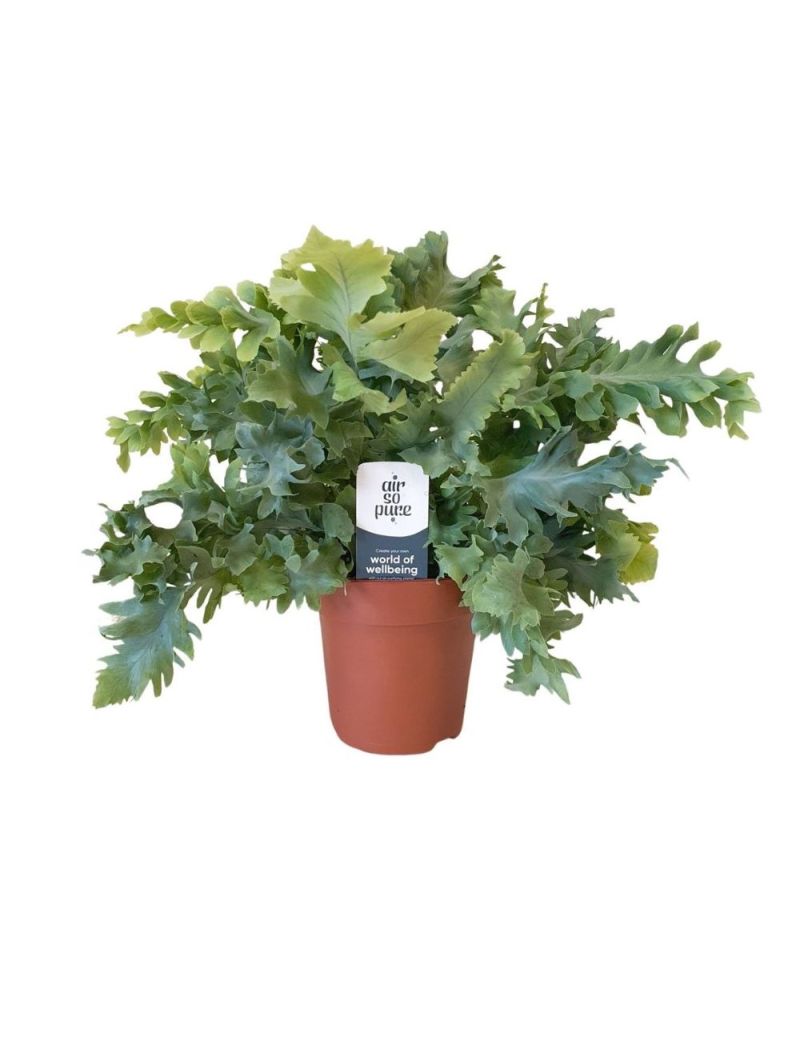 Phlebodium aureum DAVANA